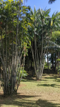 Jardin de peradenya